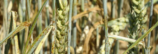 ANNULÉE! 3ème Atelier RustWatch Pour la prévention des maladies des rouilles du blé