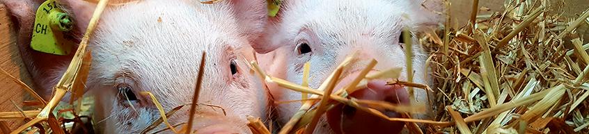 Colloque: L’élevage porcin sans antibiotiques: une utopie?