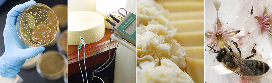 ABGESAGT! Forschung erleben – Käse geniessen: «Cheese & Science» bei Agroscope