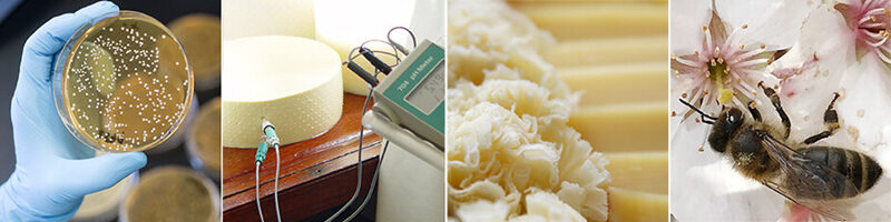 Forschung erleben – Käse geniessen: «Cheese & Science» bei Agroscope